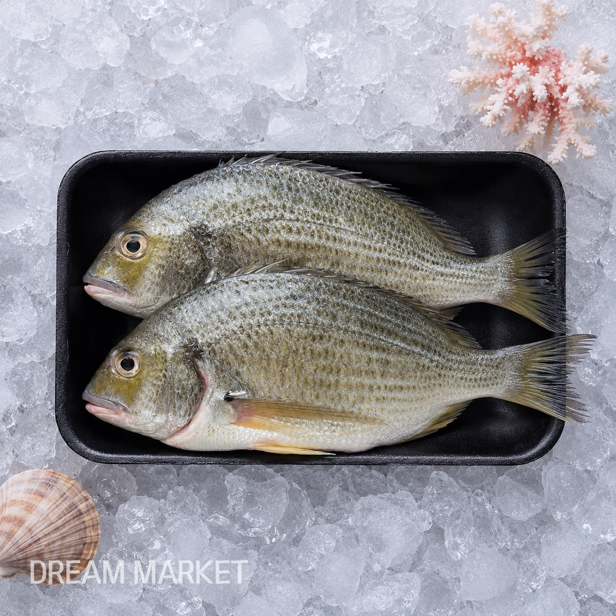 DS BREAM / (A)