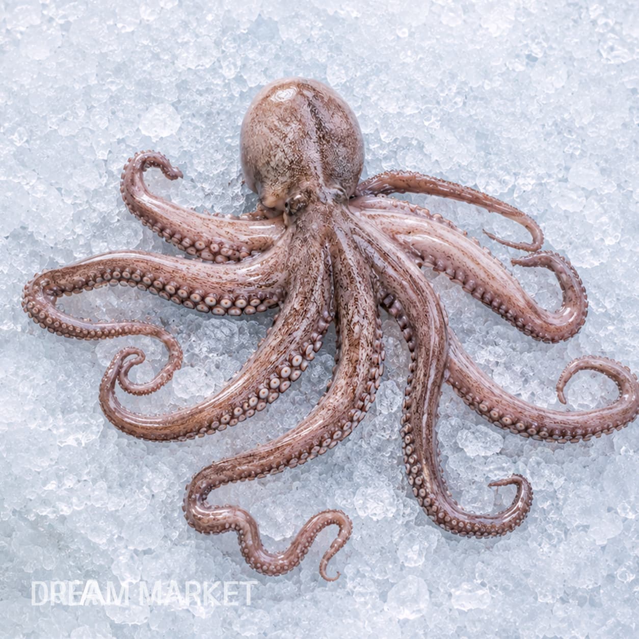 DS Octopus (Thawed) / (I) thumbnail 2
