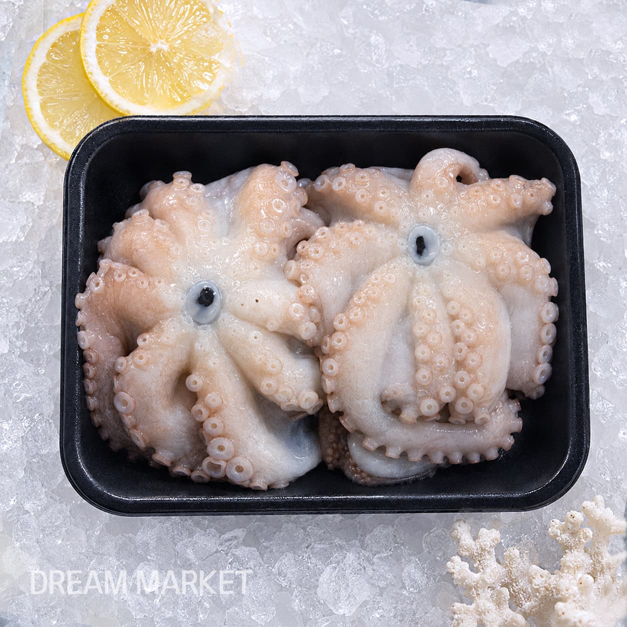 DS Octopus (Fresh)/(A)