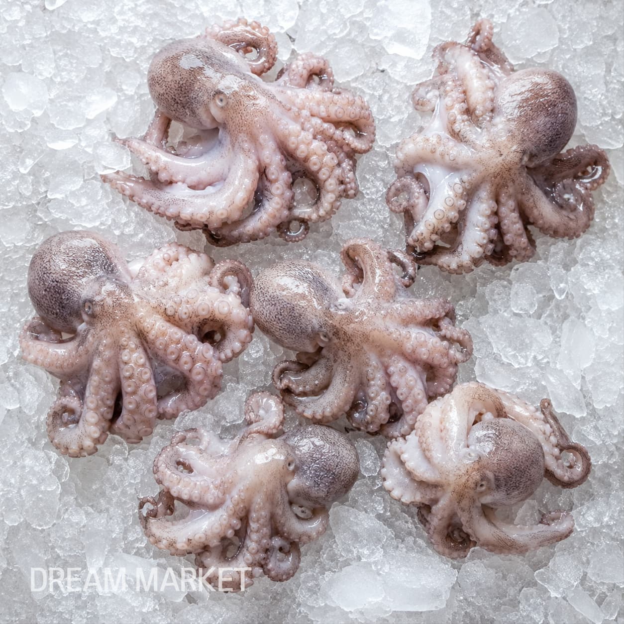 DS Baby Octopus (Thawed) / (I)