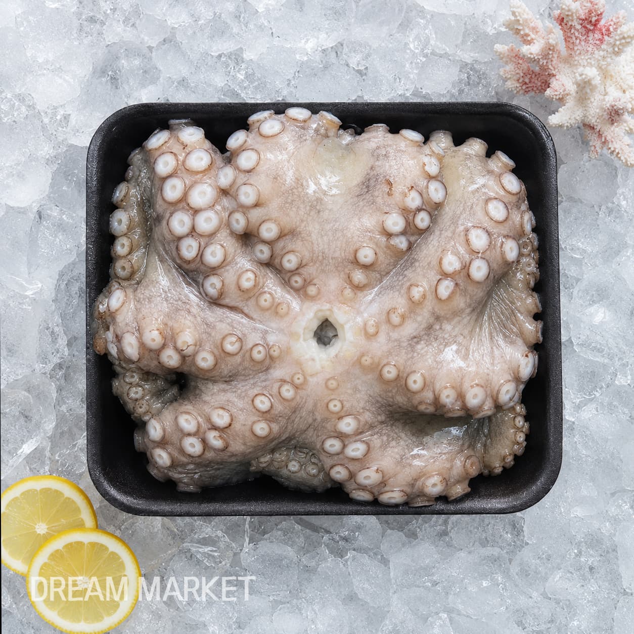 DS Octopus (Thawed) / (I)