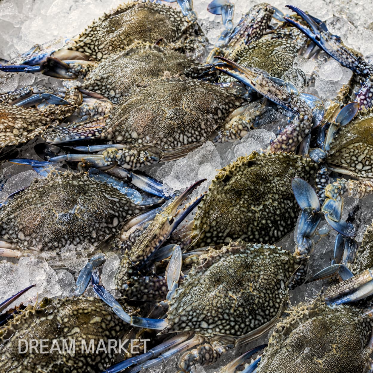 DS B/S CRAB (MALE) / (A)