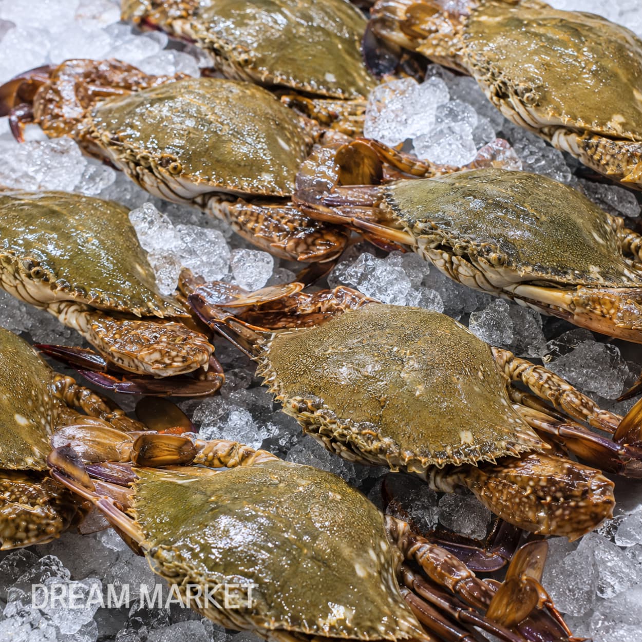 DS B/S Crab (Female) / (A)