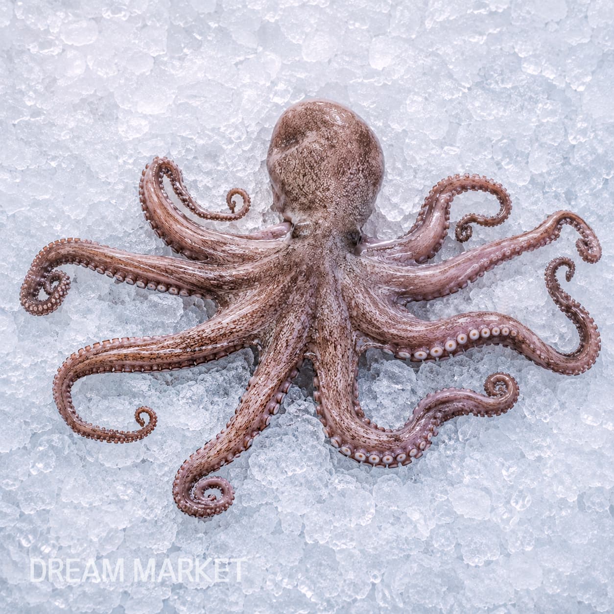 DS Octopus (Fresh)/(A) thumbnail 2